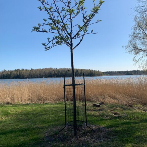 Sorbus med gnagkydd från Järn i Offentlig Miljö